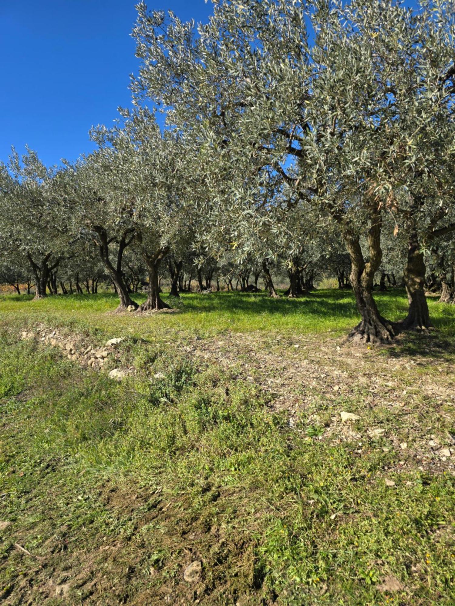A L'Oree Des Oliviers Venterol  Bagian luar foto
